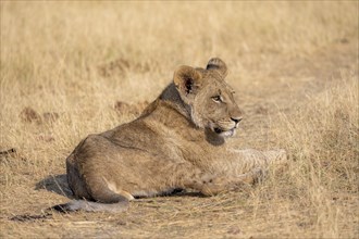 Lion (Panthera leo), young lying in dry grass, Khwai, Okavango Delta, Moremi Game Reserve,