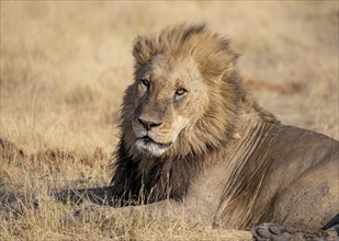 Lion (Panthera leo), adult male, lying in dry grass, animal portrait, Khwai, Okavango Delta, Moremi