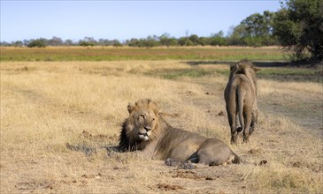 Lion (Panthera leo), two adult males, in dry grass, Khwai, Okavango Delta, Moremi Game Reserve,