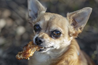 Small Chihuahua dog with chicken wing in mouth. Generative Ai, AI generated