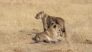 Lion (Panthera leo), two cubs lying in dry grass, Khwai, Okavango Delta, Moremi Game Reserve,