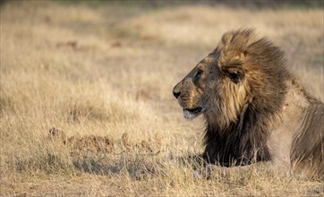 Lion (Panthera leo), adult male, lying in dry grass, animal portrait, Khwai, Okavango Delta, Moremi