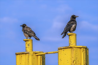 Two corvids (Corvus corone) sitting on a yellow jetty at the harbour of Tangier at the mouth of the