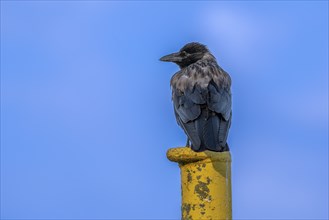 A raven crow (Corvus corone) sits on a yellow jetty at the harbour of Tangier at the mouth of the