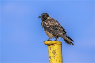 A raven crow (Corvus corone) sits on a yellow jetty at the harbour of Tangier at the mouth of the