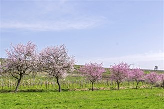 Almond tree (Prunus dulcis), Siebeldingen, German Wine Route, also Southern Wine Route, Southern