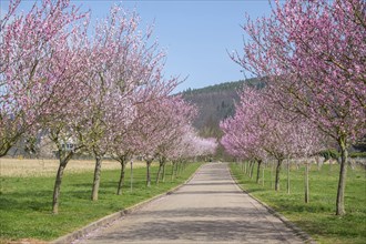 Almond tree blossom, almond tree (Prunus dulcis), Siebeldingen, German Wine Route, also Southern