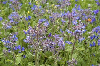 Borage (Borago officinalis), North Rhine-Westphalia, Germany, Europe