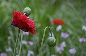 Garden poppy (Papaver) with raindrops, North Rhine-Westphalia, Germany, Europe