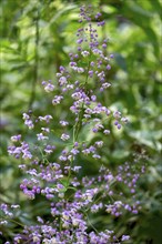 Meadow-rue (Thalictrum), North Rhine-Westphalia, Germany, Europe