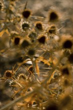 Macro image of a golden thistle detail.Cnicus benedictus.Golden dry prickly flower bush background,