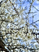 Close up of white flowers on branches, Beautiful white cherry blossoms with blue sky in the