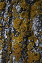 Vertical image of Lichen on tree trunk background. A lot of yellow lichen. Xanthoria parietina.