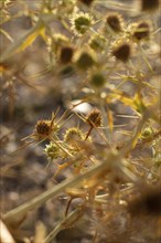 Macro image of a golden thistle detail.Cnicus benedictus.Golden dry prickly flower bush background,