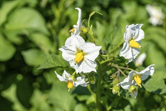 Potato cultivation, in a field, potato plants in bloom, North Rhine-Westphalia, Germany, Europe