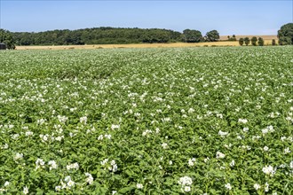 Potato cultivation, in a field, potato plants in bloom, North Rhine-Westphalia, Germany, Europe