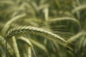 Barley (Hordeum vulgare), close-up, blurred background, Lower Rhine, North Rhine-Westphalia,