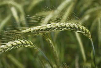 Barley (Hordeum vulgare), close-up, blurred background, Lower Rhine, North Rhine-Westphalia,