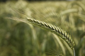 Barley (Hordeum vulgare), close-up, blurred background, Lower Rhine, North Rhine-Westphalia,