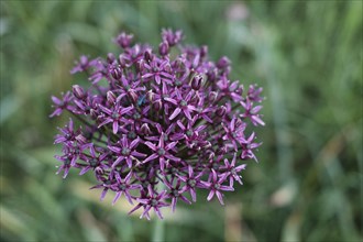 Giant onion (Allium giganteum), blurred background, North Rhine-Westphalia, Germany, Europe