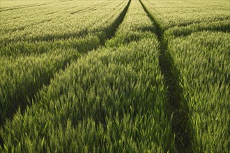 Grain field in spring with a tractor track, Lower Rhine, North Rhine-Westphalia, Germany, Europe