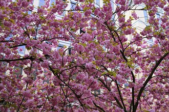 Magnolias (Magnolia) blossoms, Lower Rhine, North Rhine-Westphalia, Germany, Europe