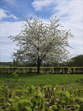 Landscape with cherry tree (Prunus avium) in blossom, Lower Rhine, North Rhine-Westphalia, Germany,