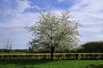 Landscape with cherry tree (Prunus avium) in blossom, Lower Rhine, North Rhine-Westphalia, Germany,