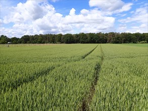 Grain field in spring with a tractor track, Lower Rhine, North Rhine-Westphalia, Germany, Europe