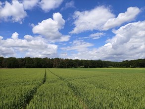 Grain field in spring with a tractor track, Niederrhe, North Rhine-Westphalia, Germany, Europe