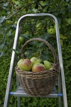 Wicker basket filled with the apple variety James Grieve, fruit harvest, apple harvest, apple,