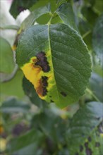 Rose leaf affected by rose sooty mould, black spot, fungus, fungal disease, disease, rose (Rosa),