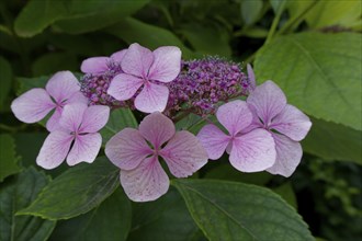 Flowering plate hydrangea, hydrangea, ornamental plant, garden plant, garden decoration,