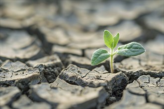 Small green plant growing out of cracked dry earth. Generative Ai, AI generated