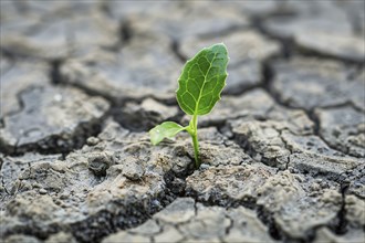 Small green plant growing out of cracked dry earth. Generative Ai, AI generated