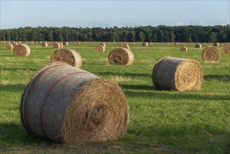 Straw bales in a field, Prerow, Mecklenburg-Western Pomerania, Germany, Europe