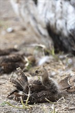 Indian peafowl (Pavo cristatus), chick, young bird, Saint Tropez, Var, Provence Alpes Cote d'Azur,