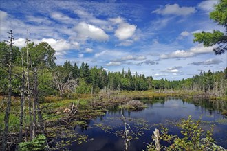 Forest landscape with a still body of water and clouds in the sky on a sunny day, Moor, Nova