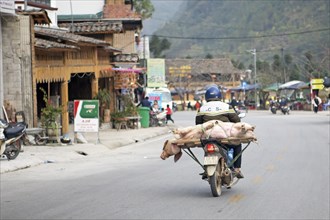 Vietnamese man transporting a live pig on his moped, Ha Giang province, Vietnam, Asia