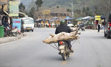 Vietnamese man transporting a live pig on his moped, Ha Giang province, Vietnam, Asia