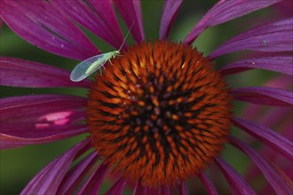 Lacewing (Chrysoperia carnea) on purple cone flower (Echinacea purpurea), Hesse, Germany, Europe