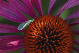 Lacewing (Chrysoperia carnea) on purple cone flower (Echinacea purpurea), Hesse, Germany, Europe