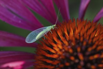 Lacewing (Chrysoperia carnea) on purple cone flower (Echinacea purpurea), Hesse, Germany, Europe