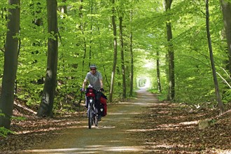 Cyclist on a path in a green forest surrounded by tall trees in spring, cycle tourism, Manor Route,