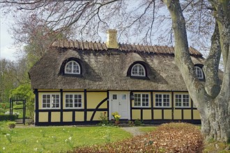 Cosy half-timbered house with thatched roof and garden in quiet village, Tasing, Denmark, Europe