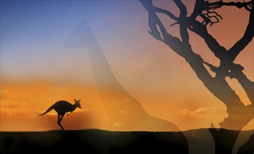 A kangaroo (Macropus) silhouetted against a vibrant orange and blue sunset with barren tree