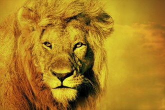 A close-up of a lion (Lex) with a golden-tinted mane, showing its intense eyes and majestic