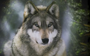 A grey wolf (Canis lupus) stares intensely in a forest with dense greenery and foliage.Belarus