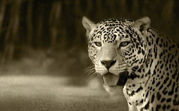 Close-up of a leopard (Panthera pardus) in a sepia-toned image with a blurred jungle background