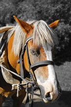 Brown horse (Equus caballus) with a white mane and black bridle standing outdoors.Belarus